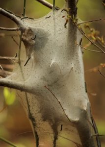 tent-caterpillar-105639_640